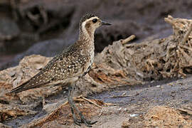 American Golden Plover