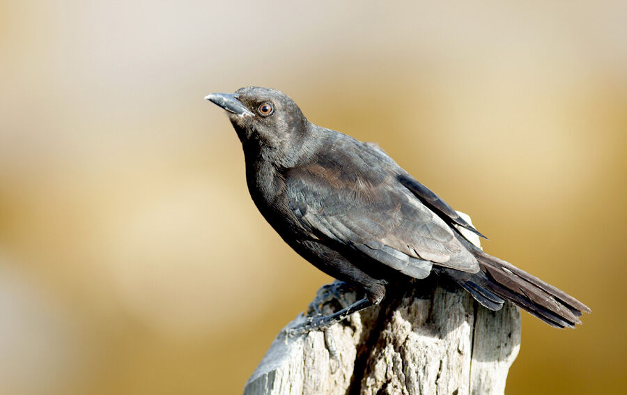 Carib Grackle