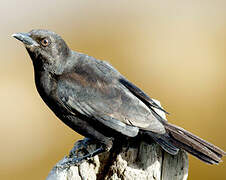 Carib Grackle