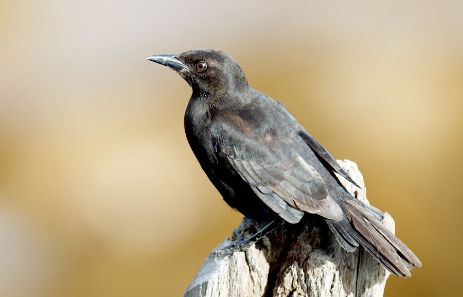 Carib Grackle