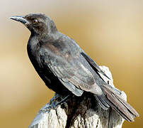 Carib Grackle