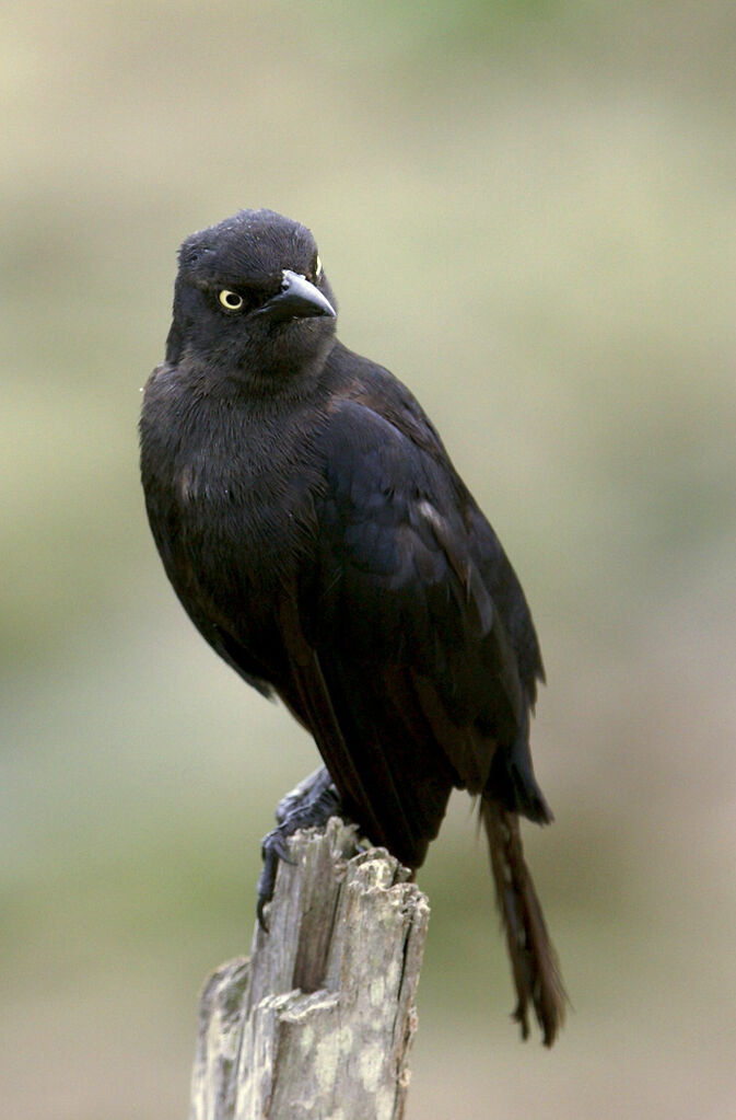 Carib Grackleadult