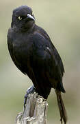 Carib Grackle