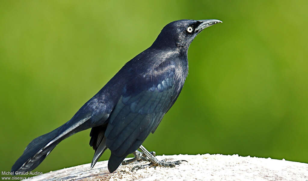 Carib Grackle male adult, identification