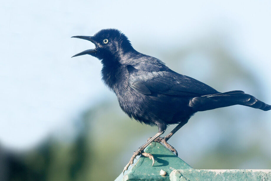 Carib Grackle