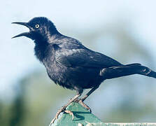 Carib Grackle