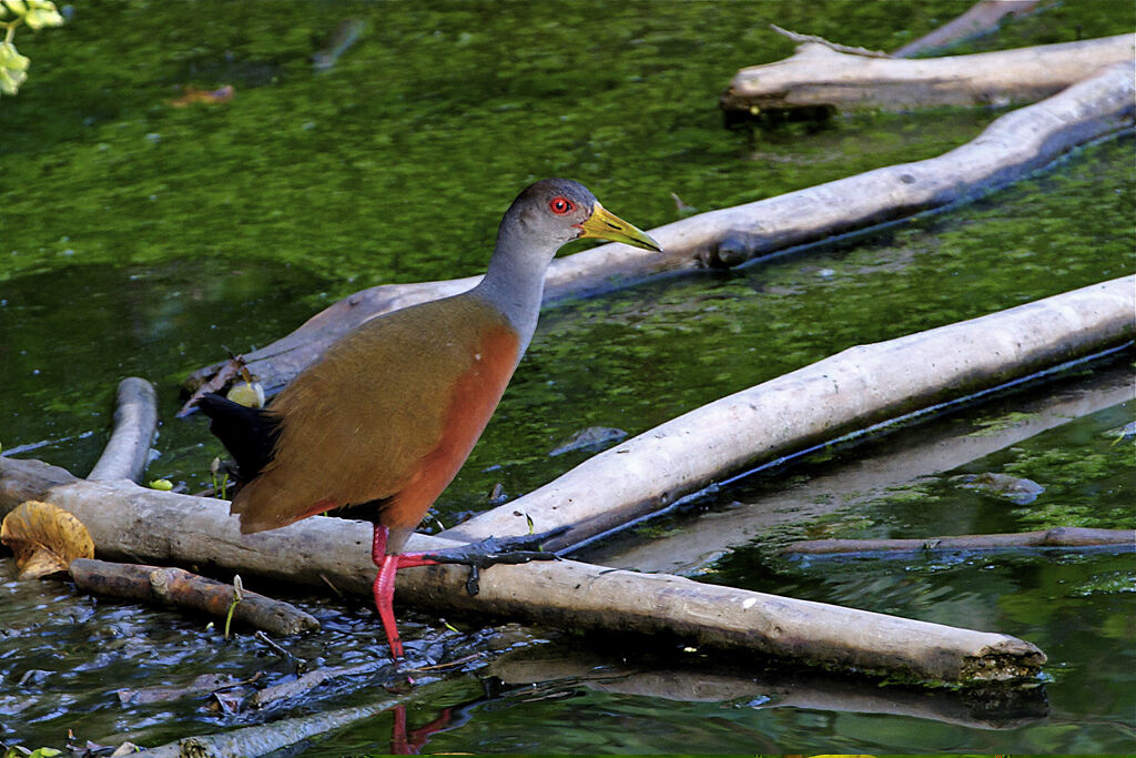 Grey-necked Wood Rail