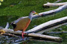 Grey-cowled Wood Rail