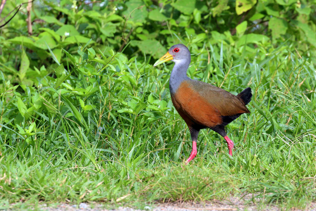 Grey-necked Wood Rail