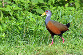 Grey-necked Wood Rail