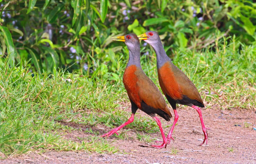 Grey-cowled Wood Rail