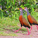 Râle de Cayenne