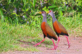 Grey-cowled Wood Rail