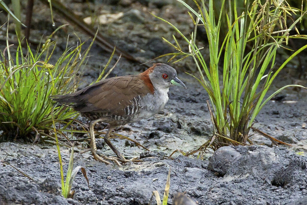 Grey-breasted Crake