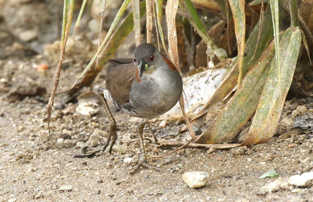 Grey-breasted Crakeadult