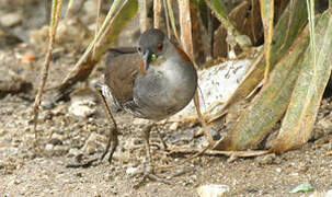 Grey-breasted Crake