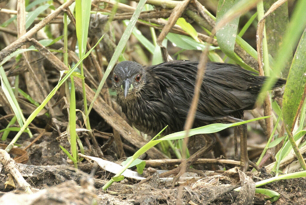 Grey-breasted Crakejuvenile