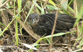 Grey-breasted Crake