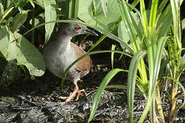 Grey-breasted Crake