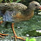 Râle gris