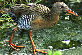 Mangrove Rail