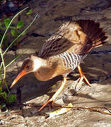 Mangrove Rail