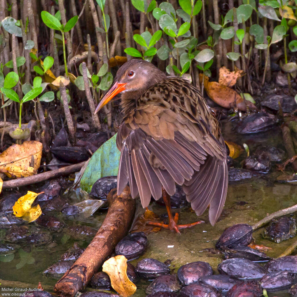 Mangrove Railadult, identification