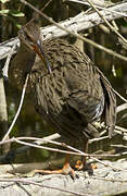 Mangrove Rail