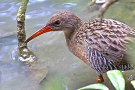 Mangrove Rail