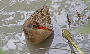 Mangrove Rail