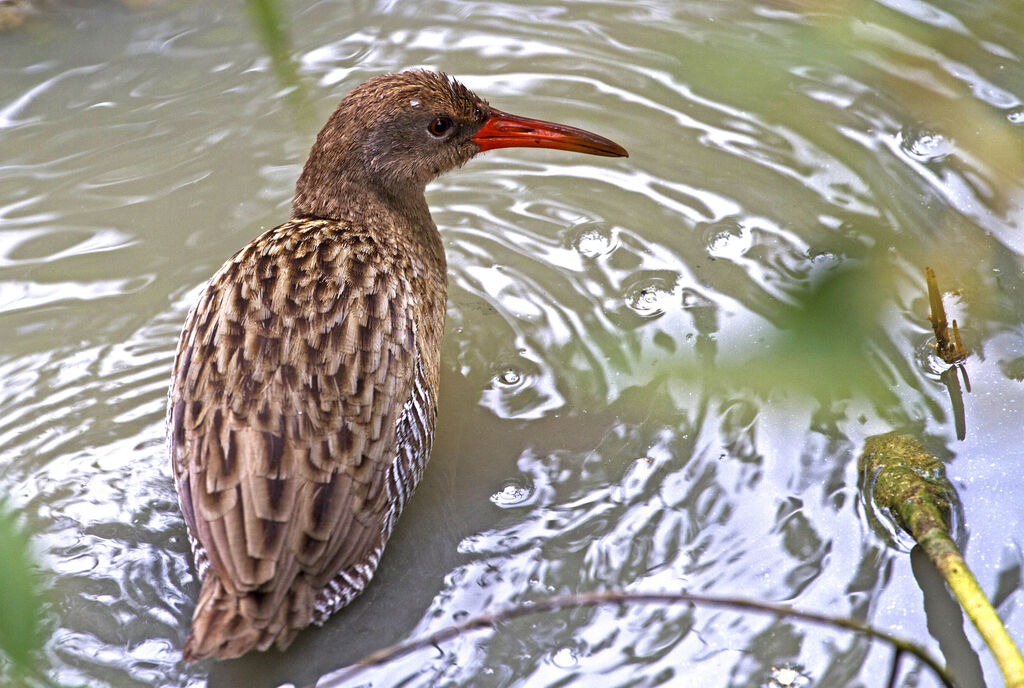 Mangrove Railadult, swimming