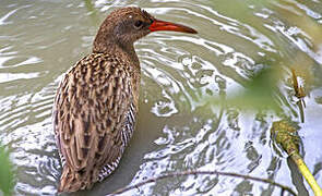 Mangrove Rail