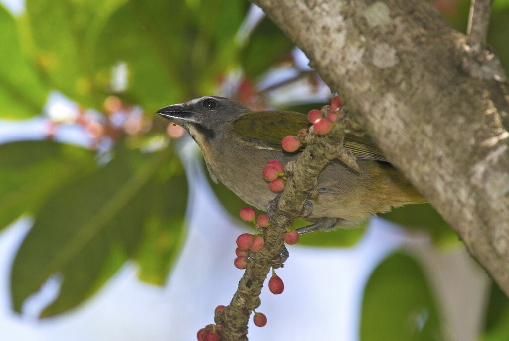 Buff-throated Saltator