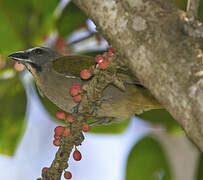 Buff-throated Saltator