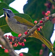 Buff-throated Saltator