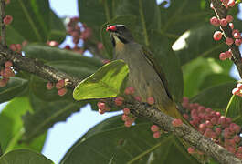 Buff-throated Saltator