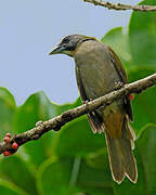 Buff-throated Saltator