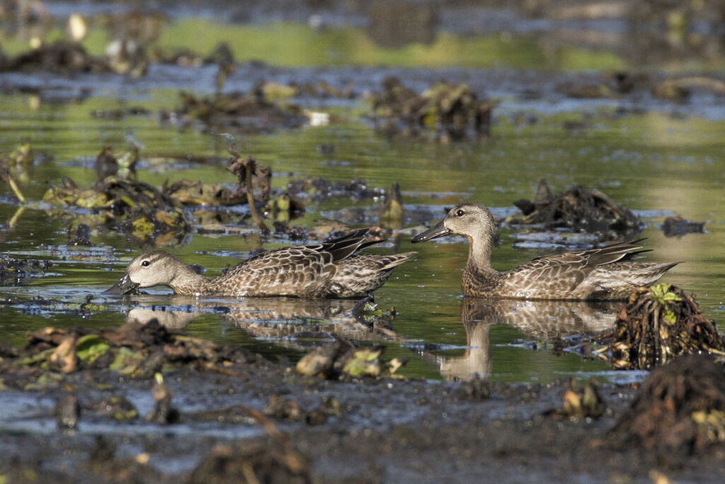 Blue-winged Teal 