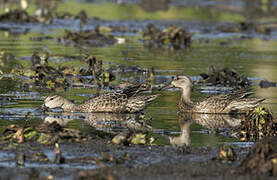 Blue-winged Teal