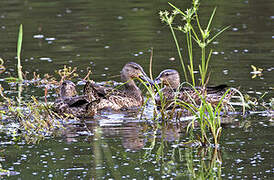 Blue-winged Teal