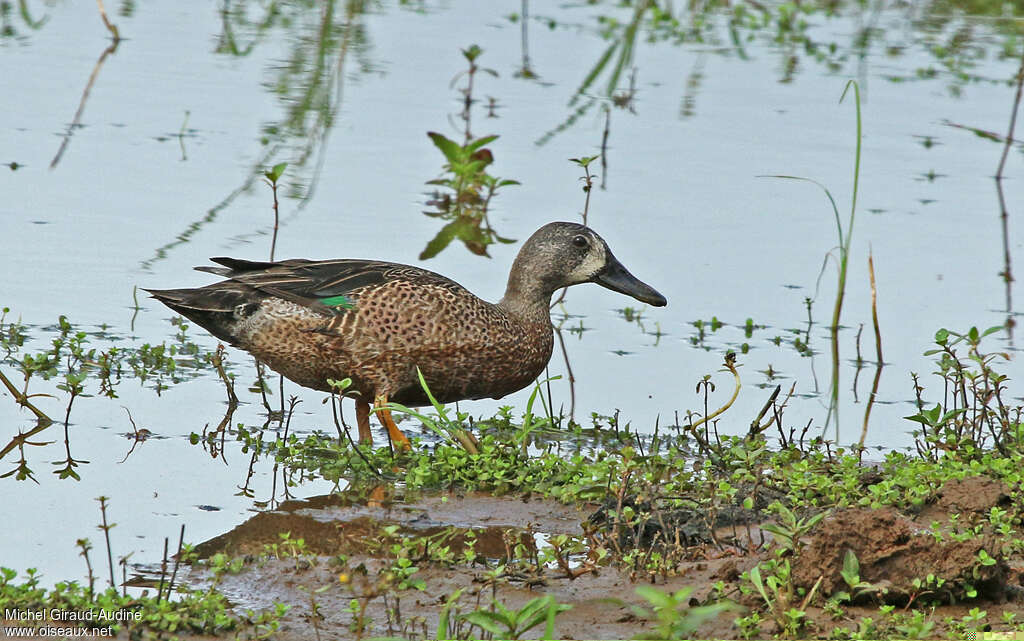 Sarcelle à ailes bleues mâle adulte, habitat