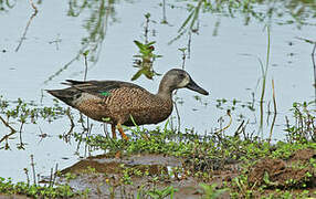 Blue-winged Teal