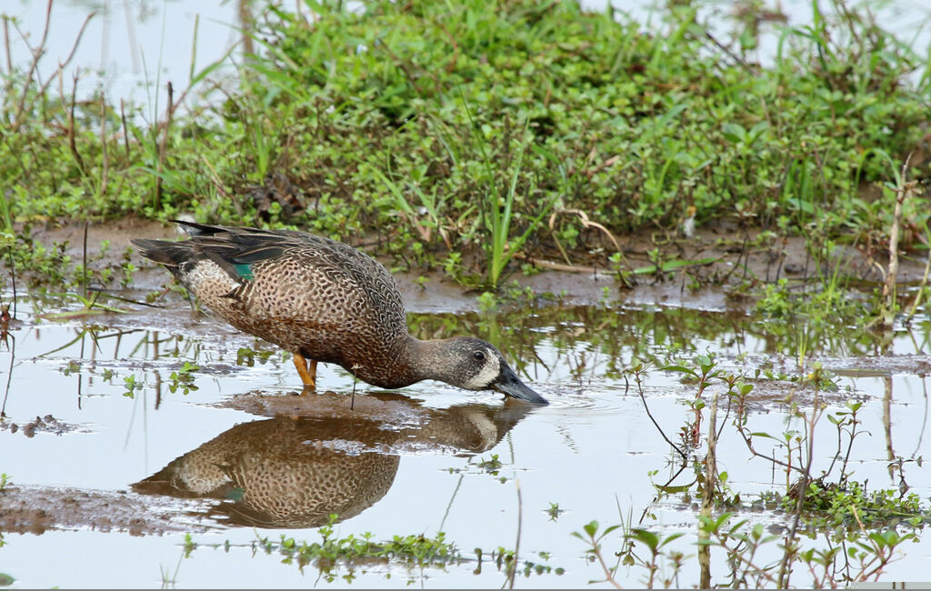 Sarcelle à ailes bleues mâle adulte