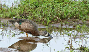 Blue-winged Teal