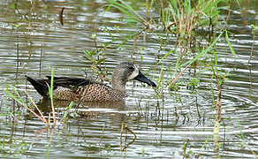 Blue-winged Teal