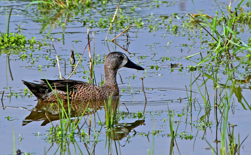 Blue-winged Teal