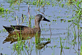 Blue-winged Teal