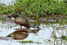 Blue-winged Teal