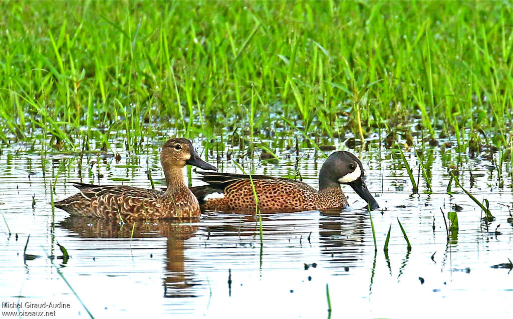 Blue-winged Tealadult breeding, habitat, pigmentation