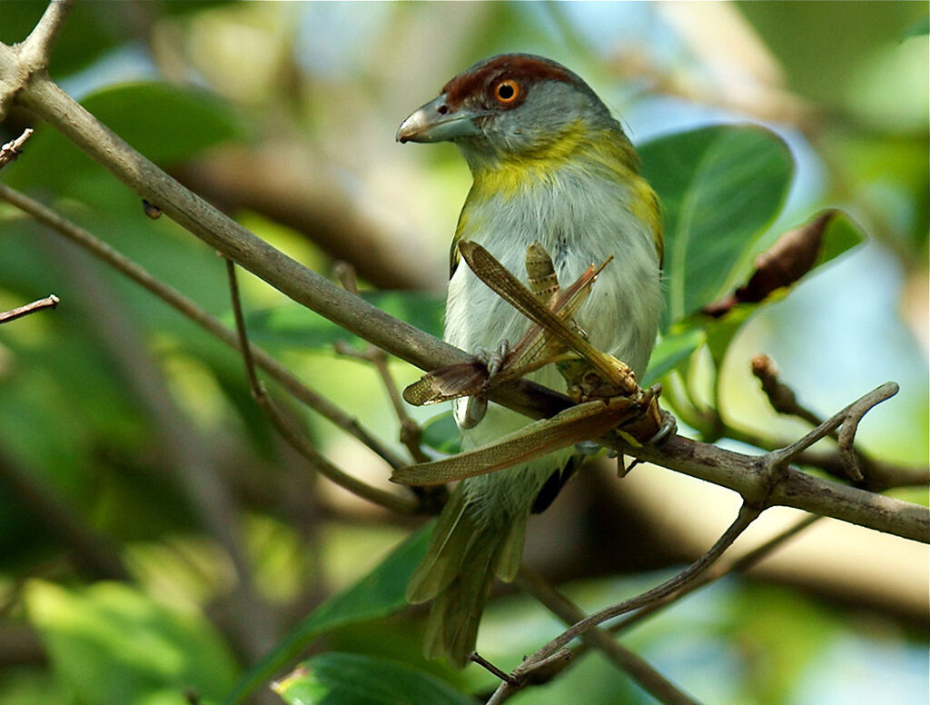 Rufous-browed Peppershrike, identification